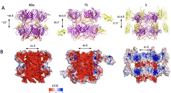 Figure 3: A. Side views of known tube assembly of siphophages (TTP). Helical rise and twist are  indicated
