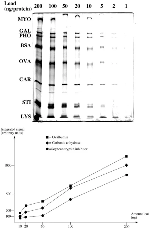 Fig. 2:  Molecular  mass  markers (wide range  from BioRad)  were  serially diluted, loaded on a  SDS-polyacrylamide  gel (10% T) and silver stained by protocol 1
