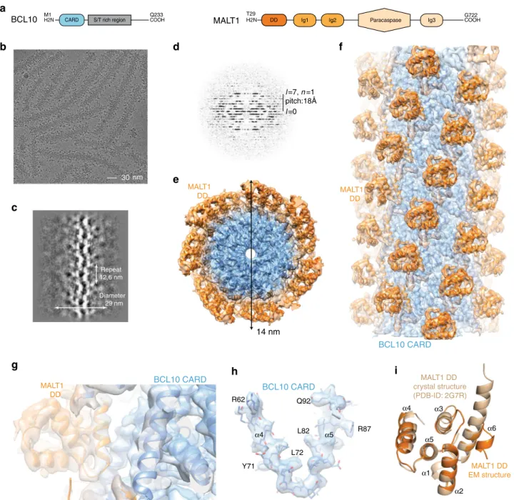 Fig. 1 Cryo-EM reconstruction and atomic model of the BCL10-MALT1 ﬁ lament. a Domain organization of the BCL10 and MALT1 protein constructs.