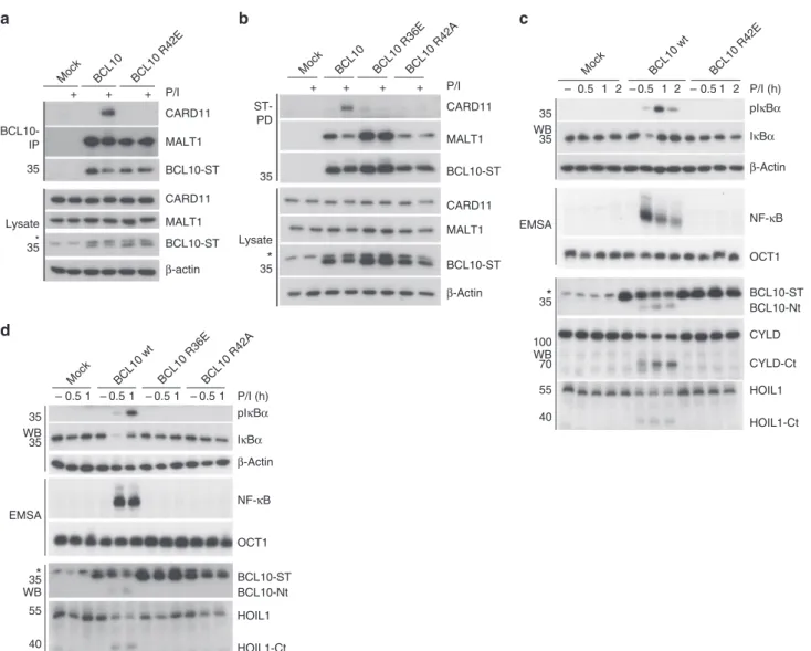 Fig. 3 Functional analyses of BCL10-BCL10 interfaces in Jurkat T-cells. a, b BCL10 KO Jurkat T-cells lentivirally reconstituted with BCL10 wt, R42E, R36E or R42A constructs were stimulated P/I for 20 min and CBM complex formation was monitored by BCL10-IP 