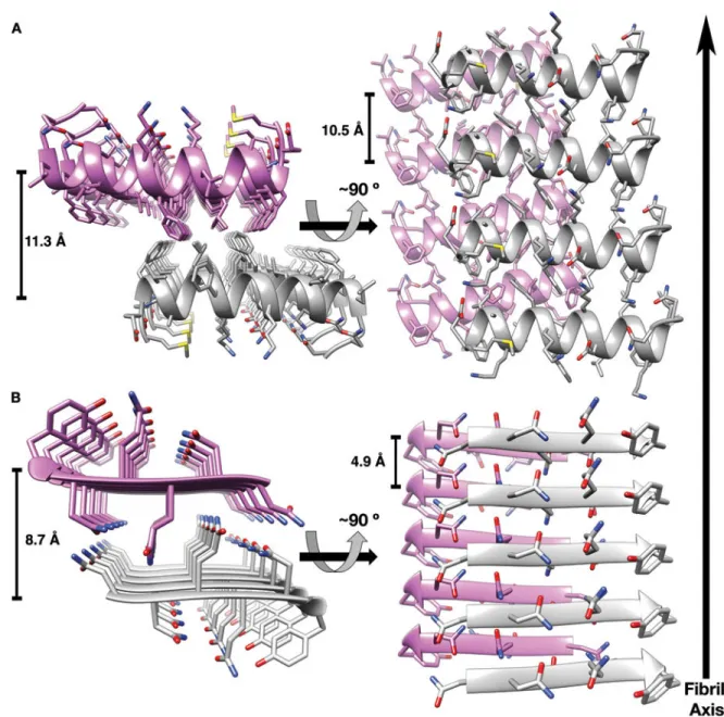 Fig. 2. PSMα3 cross-α fibril is reminiscent of amyloid cross-β structure.