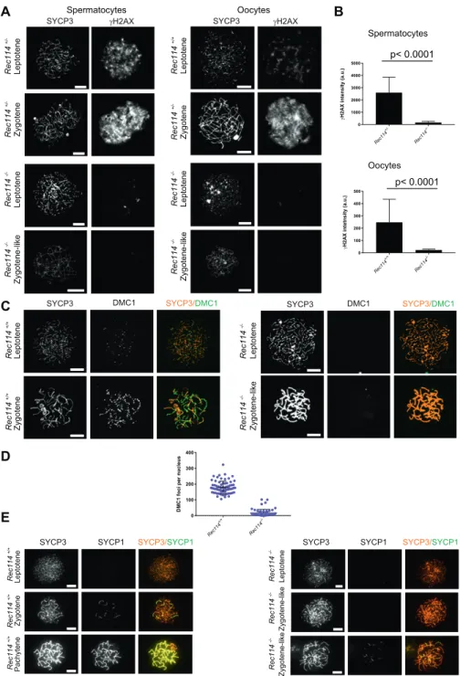 Figure 2. Rec114 2/2 mice show defects in DSB formation and homologous synapsis.