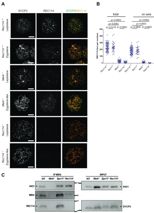 Figure 4. MEI4, REC114 and IHO1 form a complex.