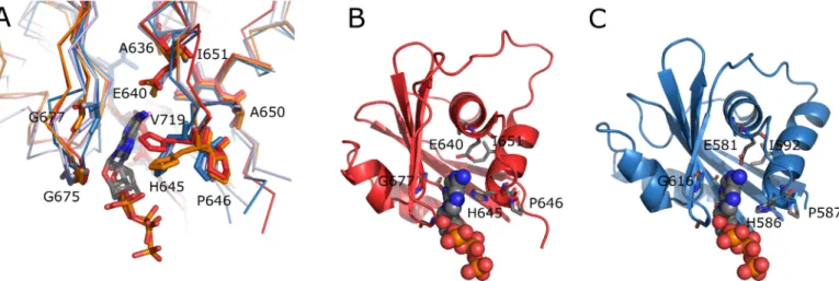 Fig 5. A Superimposition of the ATP binding site of HMA6 N -AA (red), HMA8 N (orange), SsCopB (blue, 2YJ4) and AfCopA (light-blue, 3A1D).