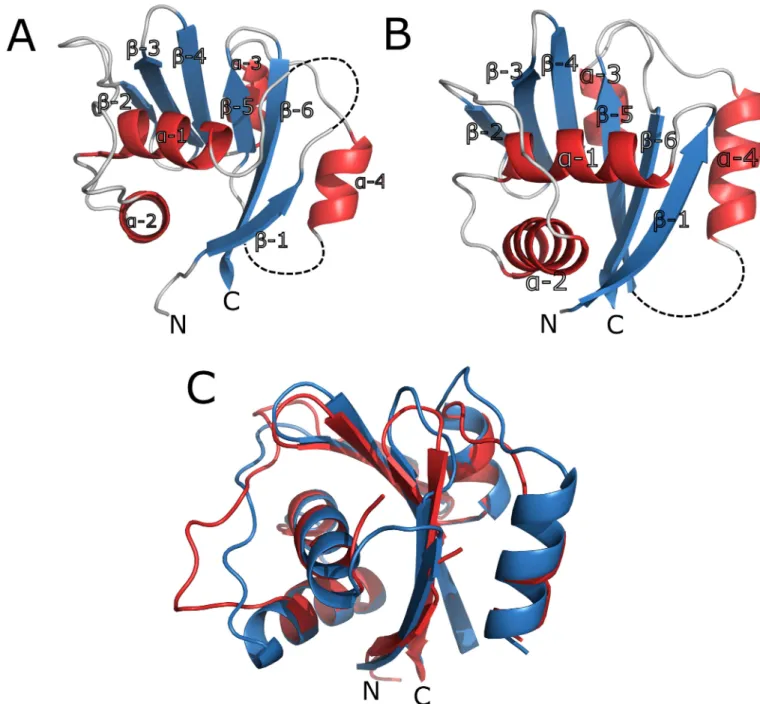 Fig 1. 3D structures of HMA6 and HMA8 N-domains. A The structure of HMA6 N -AA with β-strands shown in blue and α-helices in red