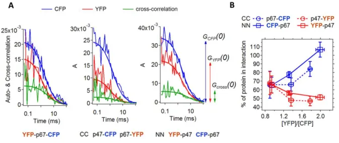 Figure  5.  FCCS  demonstrates  that  all  p67 phox   is  in  complex  with  p47 phox 