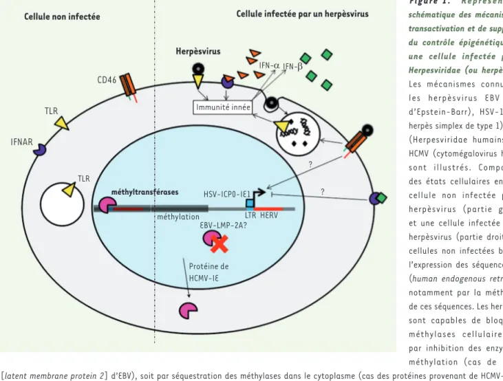 Figure 1.  Représentation  schématique des mécanismes de  transactivation et de suppression  du contrôle épigénétique dans  une cellule infectée par les  Herpesviridae (ou herpèsvirus)