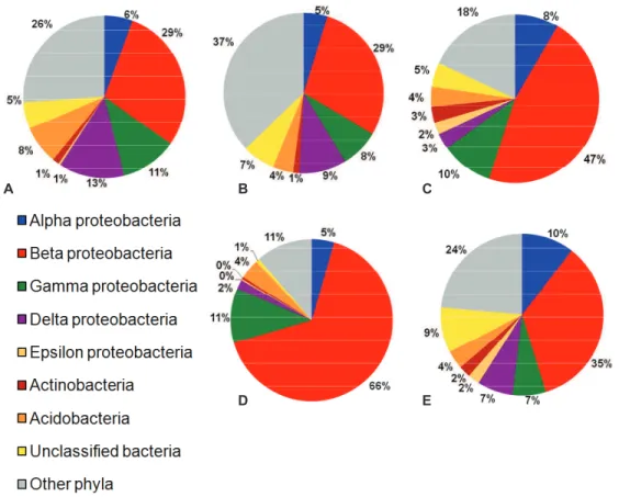 Figure  4:  Prevalence  of  Betaproteobacteria-specific  sequences  in  16S  rRNA  gene  libraries  recovered from  13 C-labeled soil DNA