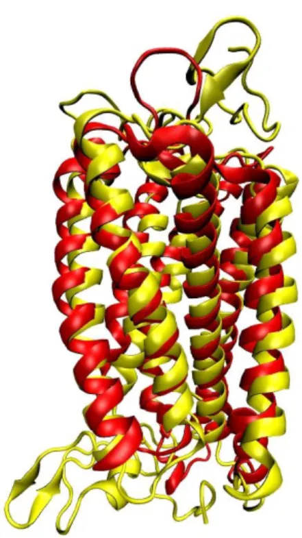 Fig:  4:  Secondary  structure  superimposition  between  the  X-ray  structure  of  CXCR4: 