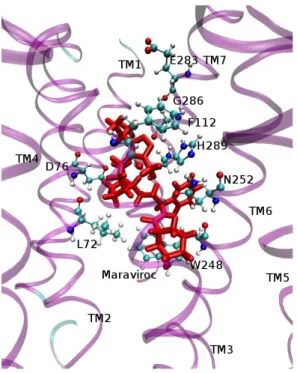 Fig. 5b: Detail of a structural model of the CCR5-MVC complex. The important residues  in the interaction are displayed in CPK