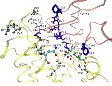 Fig. 6a: Detail of a structural model of the CXCR4-CXCL12 complex. The interacting  residues from CXCR4 are displayed in CPK and the residues from CXCL12 are shown as  blue licorice