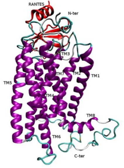 Fig. 6b: Detail of a structural model of the CCR5-CCL5 (RANTES) complex. The  interacting residues from CCR5 are displayed in CPK and the residues from CCL5  (RANTES) are shown as blue licorice