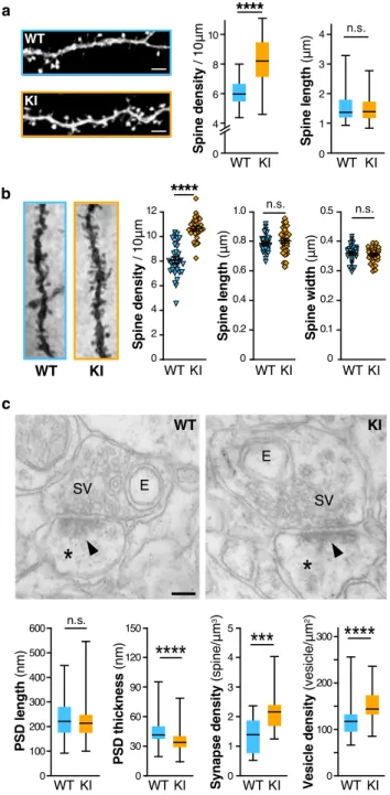 Fig. 2 The Fmr1 R138Q hippocampus exhibits increased dendritic spine density and ultrastructural alterations