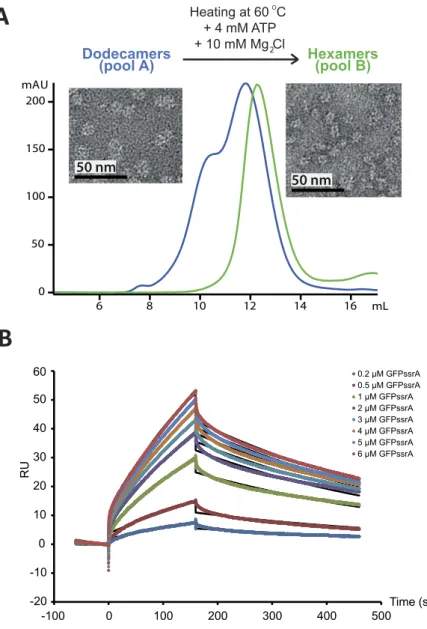 Figure 1.  Purification and biophysical characterization of the MjPAN complex. (A) Superose 6 column  chromatography purification profiles of the dodecameric/hexameric mixture (blue chromatogram) and  the hexameric (green chromatogram) forms of MjPAN compl
