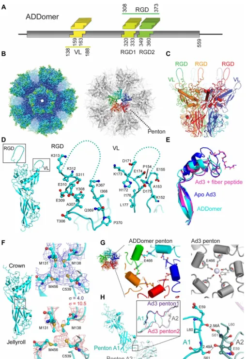 Fig. 1. Cryo-EM structure of ADDomer. (A) ADDomer design. Three evolutionary nonconserved segments (boxed) in the protomer were engineered by BioBrick design  into exchangeable cassettes