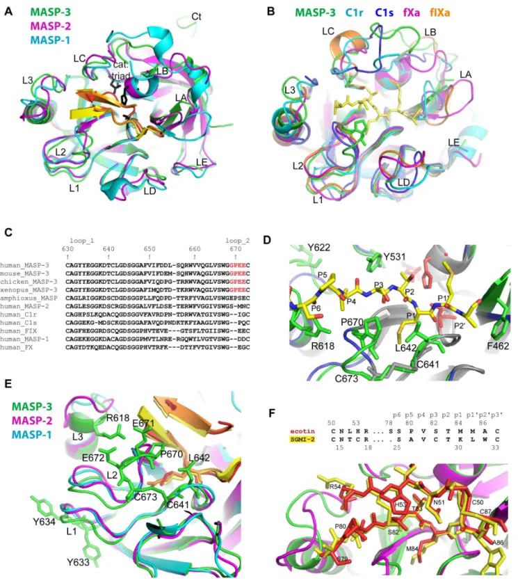 Figure 6. Structural comparison of MASP-3 with other trypsin-like SP domains. (A) and (B) overall view of the superimposition of the MASP-3 SP domain with different complement and coagulation proteases