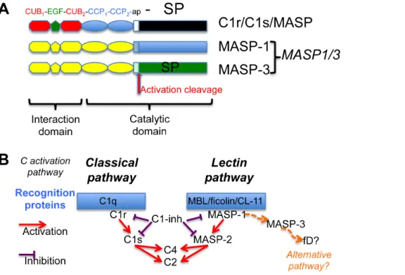 Figure 1. Modular structure of the proteases of the C1r/C1s/MASP family and their role in complement activation
