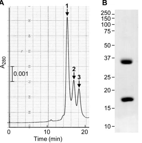 Figure 4. Gel filtration analysis of ecotin-MASP-3 SP complexes. (A) Equimolar amounts of the MASP-3 SP domain and ecotin (225 pmol) were preincubated for 20 min at room temperature before injection on a TSK G-3000 SW column equilibrated in 145 mM NaCl, 50