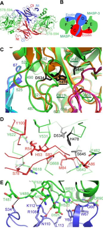Figure 5. Structure of the ecotin/MASP-3 SP tetramer. (A) Overall and (B) schematic view of the tetramer highlighting its primary ( 1 ) and secondary ( 2 ) interfaces