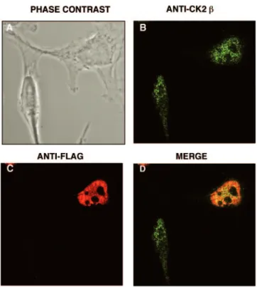 FIG. 3. EB2 and CK2 ␤ colocalize in the nuclei of living cells. HeLa cells expressing F.EB2 were immunostained using a rabbit anti-CK2 ␤ antibody and an Alexa Fluor 488-conjugated secondary antibody (B) and the M2 anti-Flag MAb and a Fluorolink Cy3-conjuga