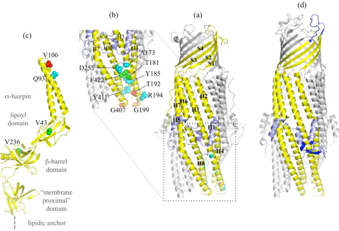 Figure 3. OprM structure with reported gain of function mutants and α-coiled-coil domain  mutations