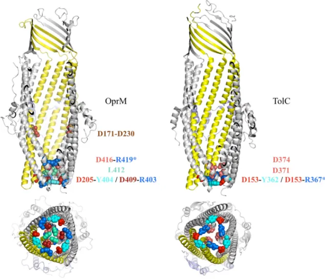 Figure  4.  Comparison  of  the  periplasmic  domain  of  OprM  and  TolC.  Amino  acids  involved  in  the  closing  gate  are  represented  in  colored  balls
