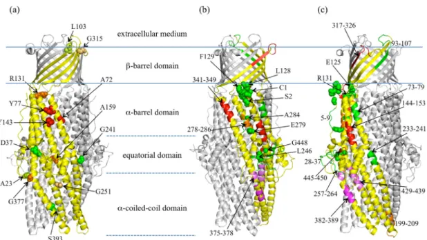 Figure  1. OprM structure with reported mutagenesis studies (a) the point of insertion of  the malarial epitope performed by Wong [50] are presented in balls of different colors from  red  to  green  following  the  functional  consequence  on  resistance