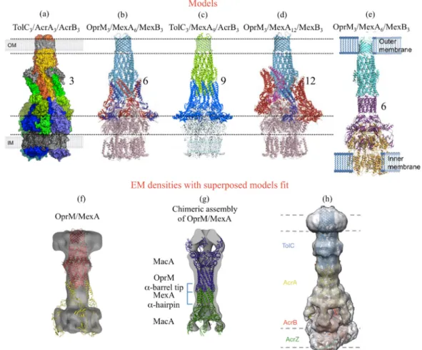 Figure  2.  Published  models  and  EM  densities  of  the  efflux  pump  assembly  involving  OprM  or  its  E