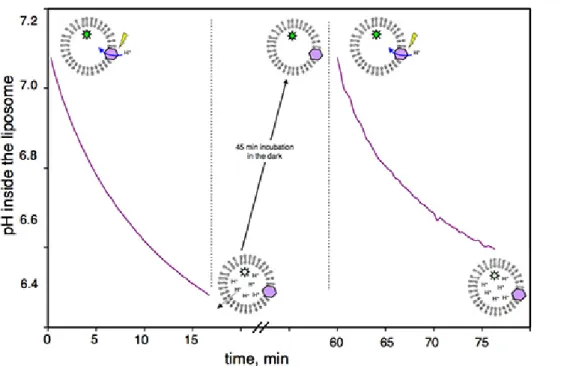 Figure 1. Reversibility of the proton gradient built by BR illumination: Pyranine fluorescence of BR proteoliposomes measured as a function of time