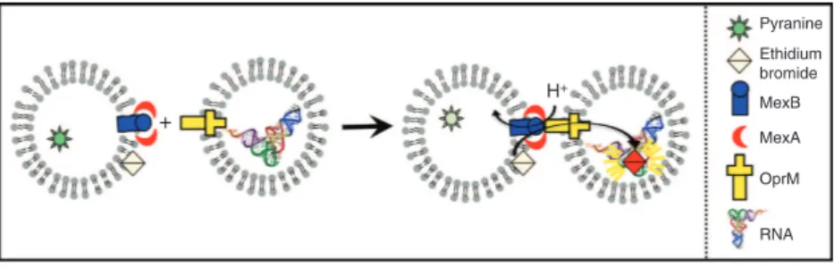 Figure 1 | Schematic representation of the in vitro efﬂux pump assembly. MexB and OprM were reconstituted in proteoliposomes and on mixing, the tripartite complex forms and transport through the whole efﬂux pump is monitored by the use of carefully chosen 