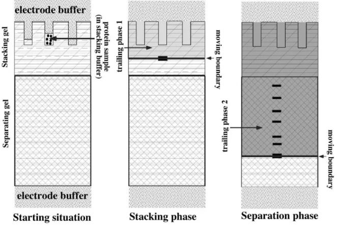 Figure 1:= Scheme of principle of discontinuous electrophoresis  A discontinuous gel  (left panel) is made of three components 