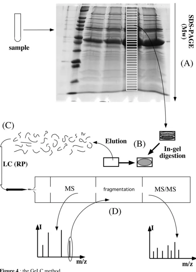 Figure 4 : the GeLC method 
