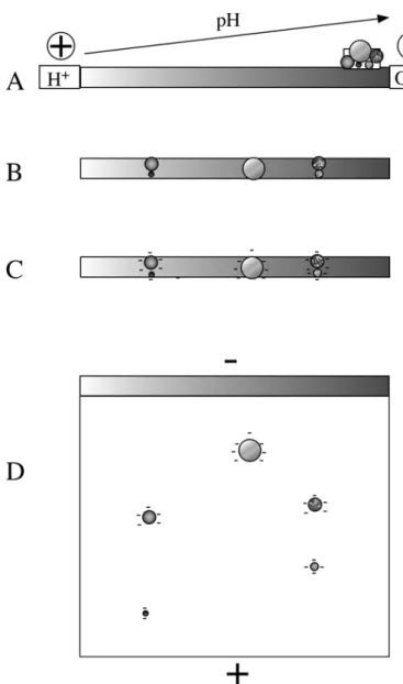 Figure 5 : Scheme of principle of classical 2D electrophoresis (IEF/SDS-PAGE) 