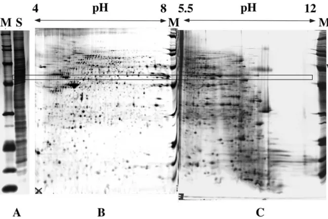 Figure 6: comparison of SDS gels with 2D gels 