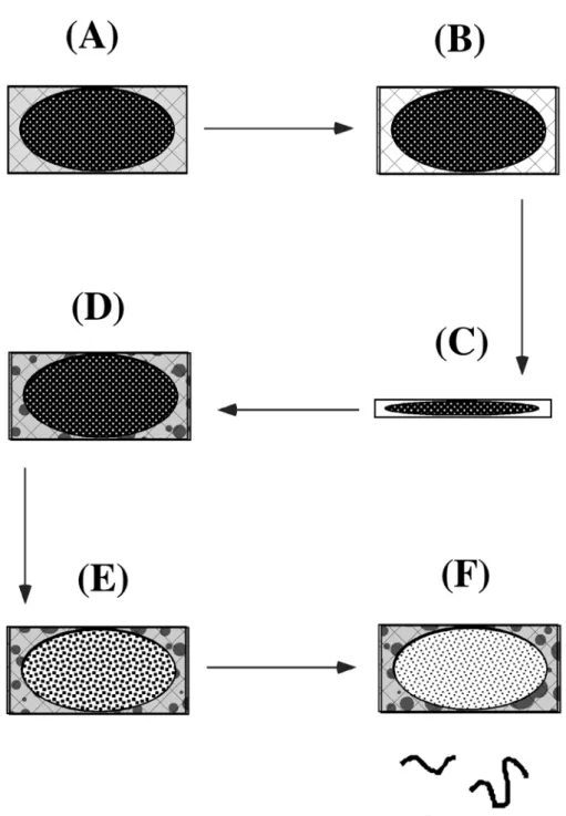 Figure 7: The in-gel digestion process 