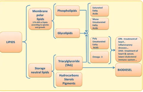 Fig. 2. Lipids combine biofuels and some high value products.