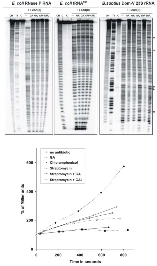 Figure 6. 6AP and GA specifically bind to some common positions on domain V of large rRNA and inhibit the in vivo protein folding activity of the ribosome in E