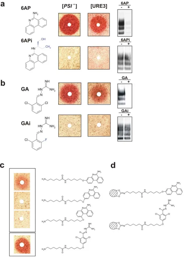 Figure 1. Absence of antiprion activity of 6APi and GAi, two close derivatives of antiprion drugs 6AP and GA and synthesis of affinity matrices for both drugs