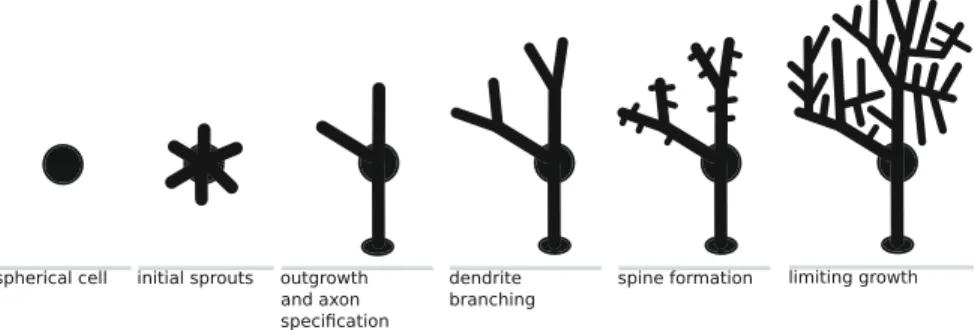 Fig. 1 Illustration of the general steps in neural dendritic development