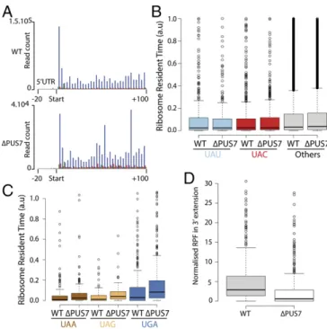 Fig. 4. Ribosome profiling and codon occupancy in the WT and Δ PUS7 strains. ( A ) Metagene analysis of 28-mers in the A site of the ribosome,  be-tween − 20 and + 100 nt from the start codon of each CDS