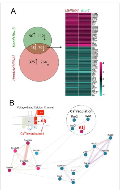Figure 3. Heart-specific transcriptional profiling of DM1 flies identifies deregulation of genes controlling cellular calcium level