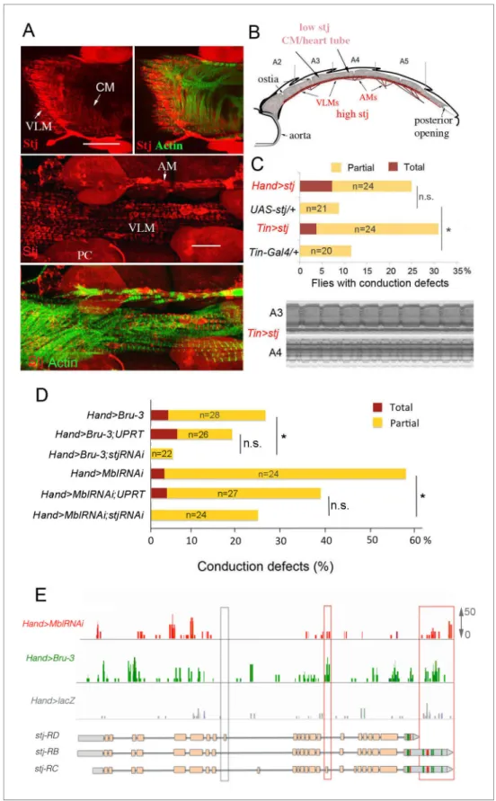 Figure 5. Increased cardiac expression of Stj contributes to the conduction defects observed in DM1 fly models.