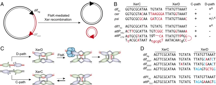 Fig. 1. (A) Schematic of XerCD-mediated excision of the GGI. Black double lines, N. gonorrheae chromosomal DNA; red double lines, GGI DNA; black triangles, dif Ng and red triangle, dif GGI 