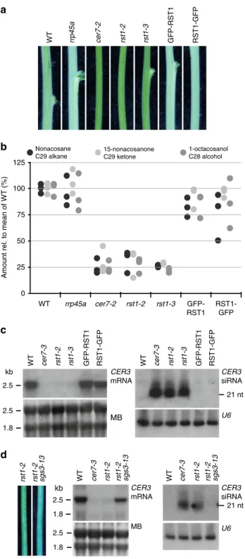 Fig. 1 The wax-de ﬁ cient phenotype of rst1 mutants is caused by silencing of the CER3 gene