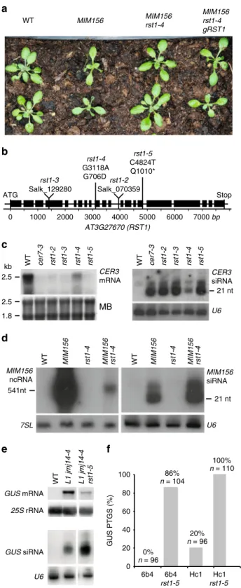 Fig. 2 RST1 suppresses silencing of transgenes. a The rst1-4 mutation suppresses the developmental phenotype induced by a MIM156 transgene.