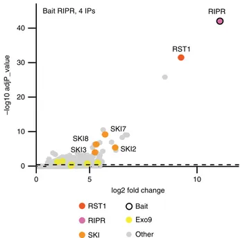 Fig. 5 RST1 and RIPR are bound to CER7-containing exosomes. Volcano plots show the enrichment of proteins co-puri ﬁ ed with GFP-tagged RRP45B/CER7 (a) or RRP45A (b) as compared with control IPs