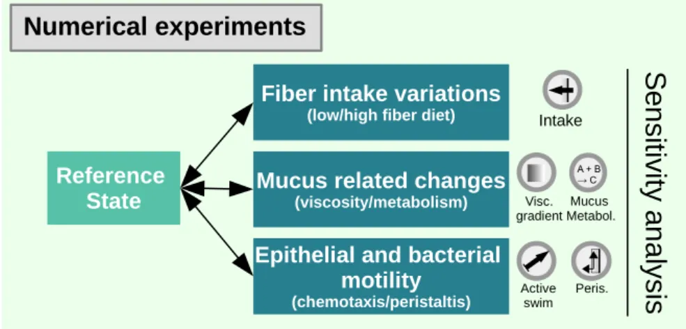 Figure 2: Outline of the numerical experiments. A reference state is defined in Section 2.4 and analysed in Section3.1