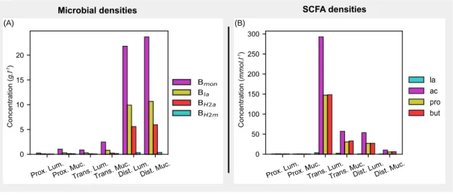 Figure 4: Microbial and SCFA levels in the different compartments in the reference state (see Section 3.1.2)