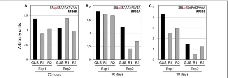 FIGURE 5 | Downregulation of RPS6A and RPS6B phosphorylation in response to TOR inactivation