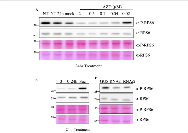 FIGURE 7 | Detection of RPS6 phosphorylation by Western blot assay. Total protein extracts obtained from seedlings were separated by SDS-PAGE and blotted onto a membrane